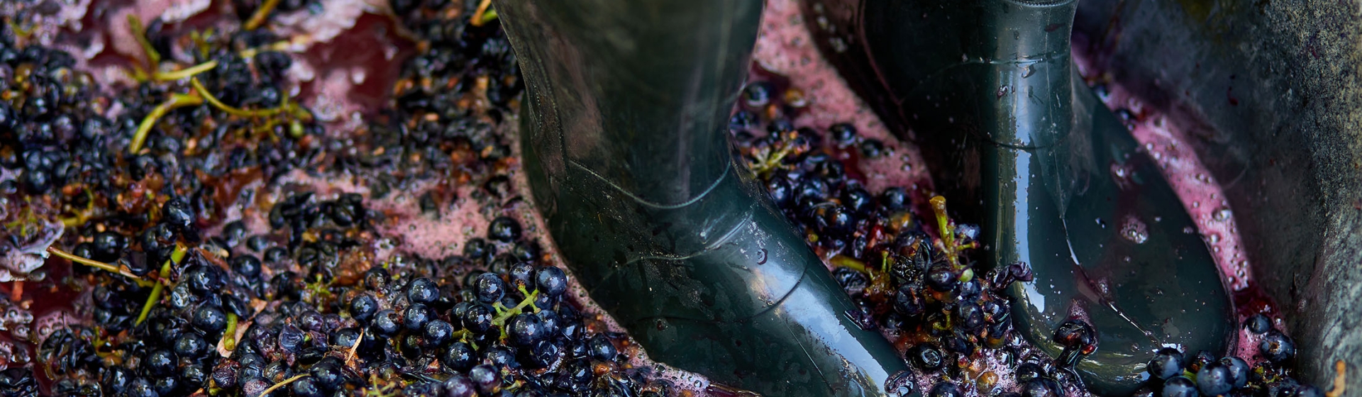 Grape Stomp Festival